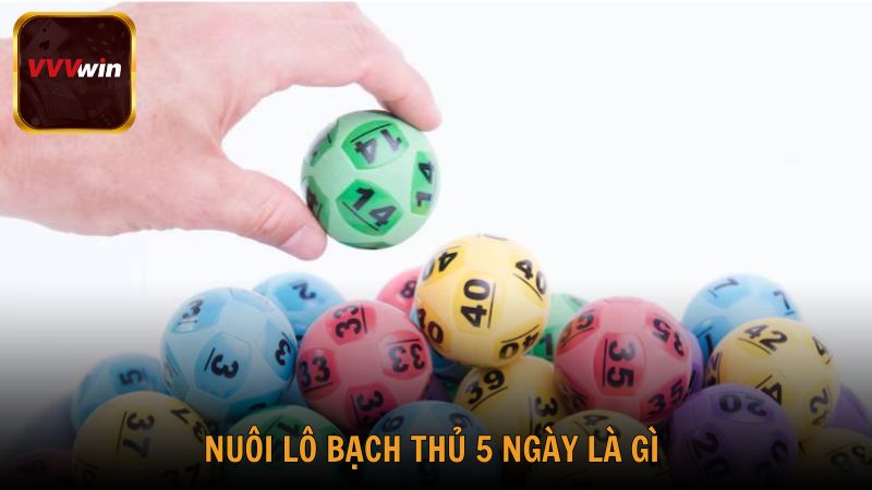 Nuôi lô bạch thủ 5 ngày là gì và vì sao nên áp dụng?